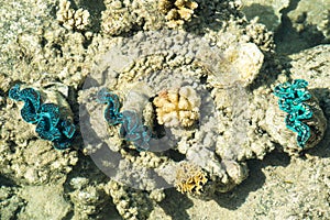 Giant Clams with turquoise and blue colors