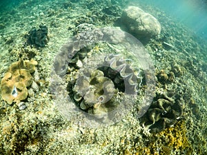 Giant clams under water at sanctuary and reserve, Upolu Isl