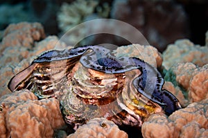 Giant cocked hat (Tridacna gigas) swimming in a tropical coral reef underwater