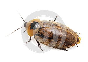 Giant cockroach (Blaberus) ISOLATED photo
