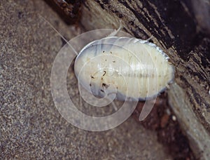 Giant cockroaches crawl around