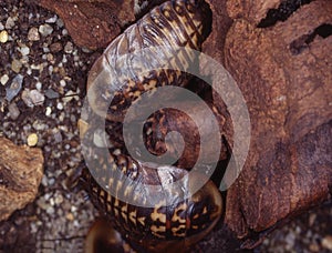 Giant cockroaches crawl around