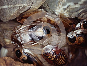 Giant cockroaches crawl around