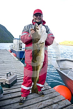 Giant cod