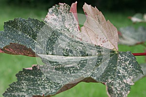 Giant coloured leave with nerves