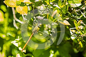 Giant Comet Darner Dragonfly