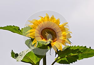 Giant Common Sunflower in Summer