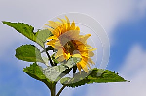 Giant Common Sunflower in Summer