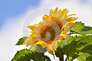 Giant Common Sunflower in Summer