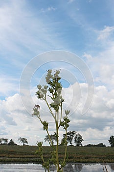 A giant Compass Plant growing in front of a large pond in a prairie environment at Pine Dunes Forest Preserve in Antioch, IL