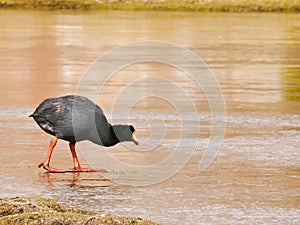 The Giant Coot Fulica gigantea is a flightless bird