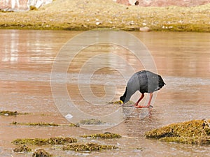 The Giant Coot Fulica gigantea is a flightless bird