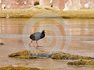 The Giant Coot Fulica gigantea is a flightless bird