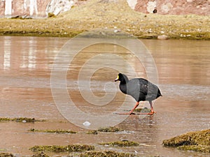 The Giant Coot Fulica gigantea is a flightless bird living in the lakes of the altiplano of Bolivia, South America