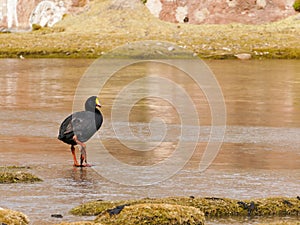 The Giant Coot Fulica gigantea is a flightless bird living in the lakes of the altiplano of Bolivia, South America