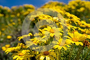 Giant coreopsis Wildflowers along the Point Dume trail in Malibu California