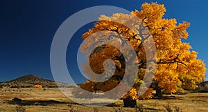 Giant Cottonwood Tree photo