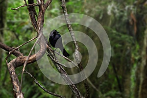 Giant Cowbird - blackbird