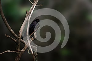 Giant Cowbird - blackbird