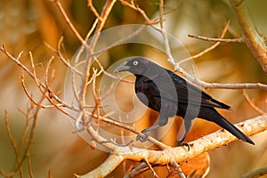 Giant Cowbird, Molothrus oryzivorus, black bird from Brazil in tree habitat. Wildlife scene from nature. cowbird sitting on branch