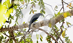 Giant Cowbird (Molothrus oryzivorus) in Brazil