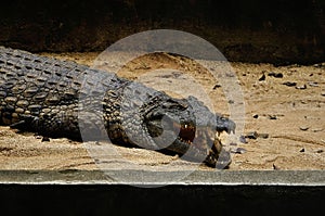 Giant crocodile of Mauritius in wild nature photo