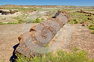 Giant crystallized log at Petrified Forest National Park AZ