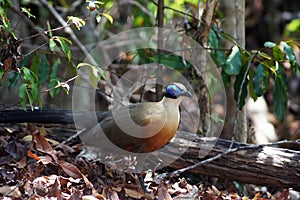 Giant Cua in Tsingy de Bemaraha National Park, Madagascar