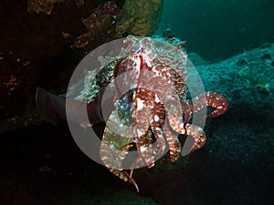 Giant Cuttlefish