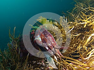 Giant cuttlefish and the sea weeds