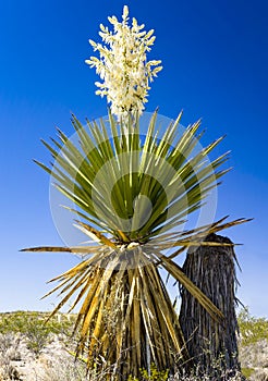 Giant Dagger Yucca photo