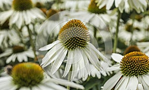 Giant daisies. Kew Gardens.