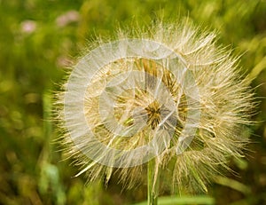 Giant Dandelion Gone to Seeds