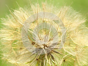 Seed head close-up, in Australia growing Giant Dandelion