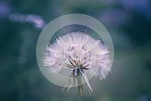 Giant dandelion tragopogon dubius or yellow salsify