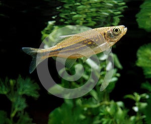 Giant Danio or Malabar Danio, danio aequipinnatus, Aquarium Fish