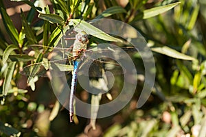 Giant Darner Dragonfly