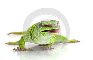 Giant Day Gecko