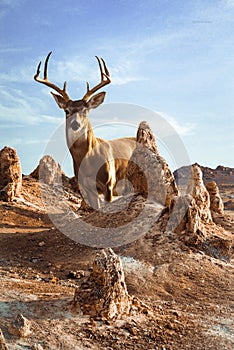 Giant deer in a desert photo