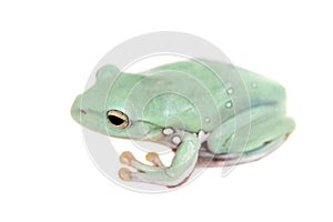 Giant Denny`s whipping frog isolated on white