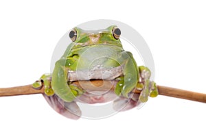 Giant Denny`s whipping frog isolated on white