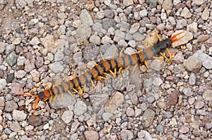 Giant Desert Centipede (Scolopendra heros)