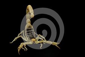 Giant Desert Hairy Scorpion