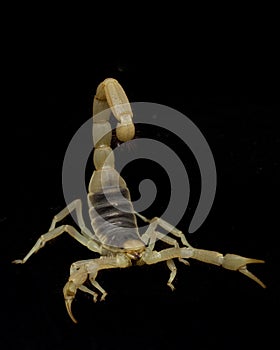 Giant Desert Hairy Scorpion