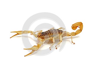 Giant desert hairy scorpion, Hadrurus arizonensis, isolated, cECP 2012