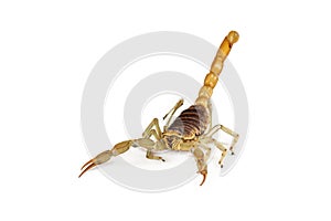 Giant Desert Hairy Scorpion walking forward with tail up