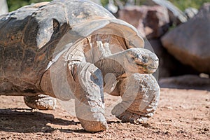 Giant desert tortoise walking through sandy desert