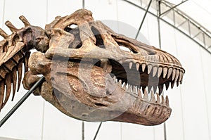 Giant Dinosaur or T-rex skeleton