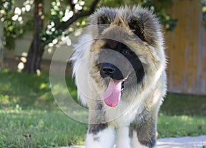 Giant dog wth long tongue relaxing in the garden - american akita longcoat