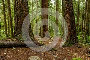 Giant Douglas fir and western red cedar trees covered in a dark rainforest in Cypress Falls Park, West Vancouver